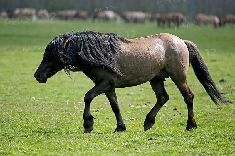 Wild Horse Duelmen