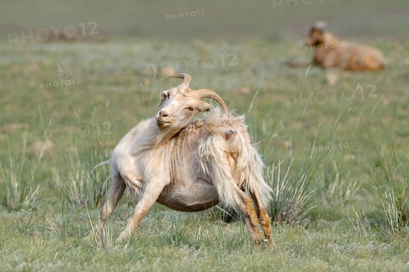 Cashmere goat