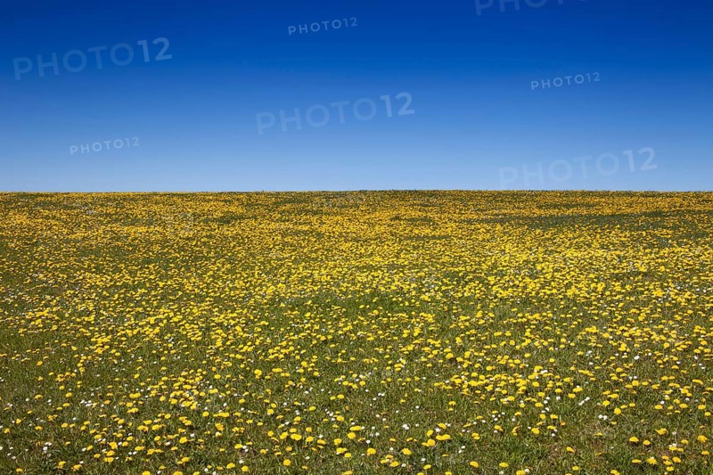 Meadow with Dandelion