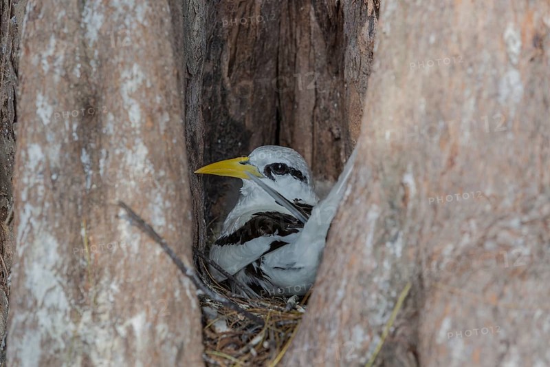 White-tailed tropicbird