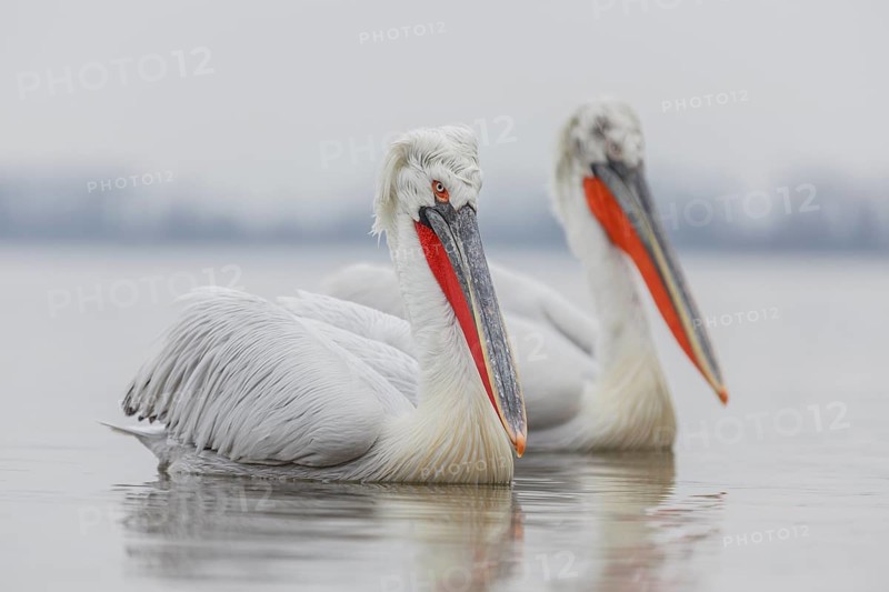 Dalmatian pelican