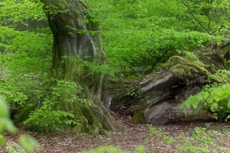 European hornbeam