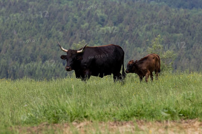 Aurochs