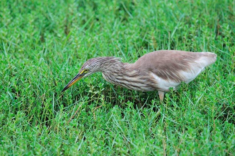 Chinese pond heron