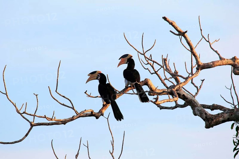 Malabar pied hornbill