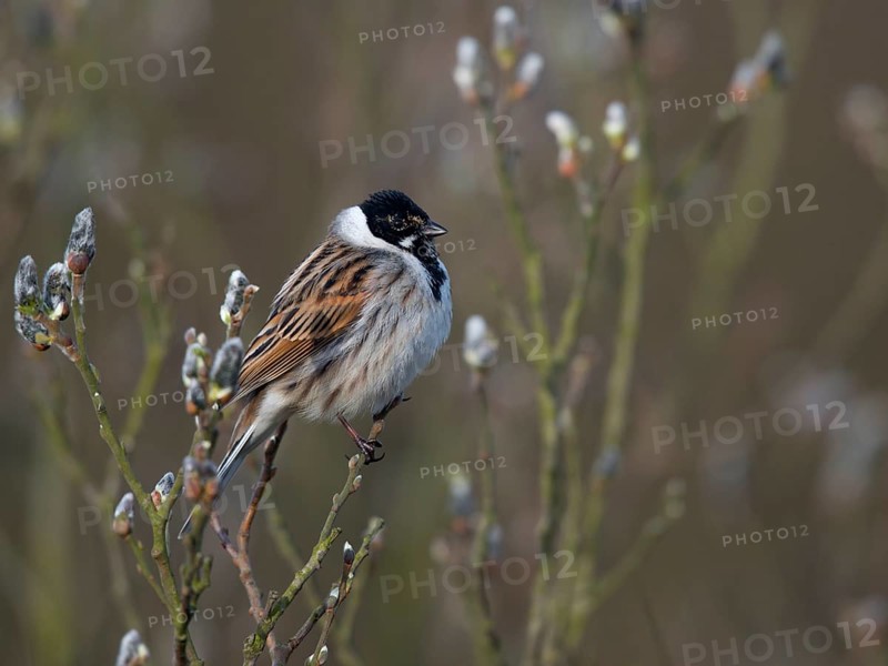 Reed bunting