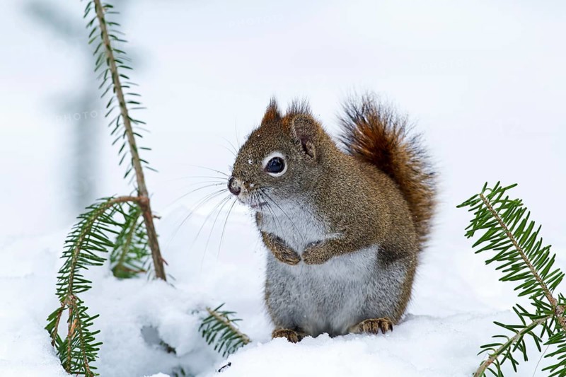Red squirrel sitting on snow