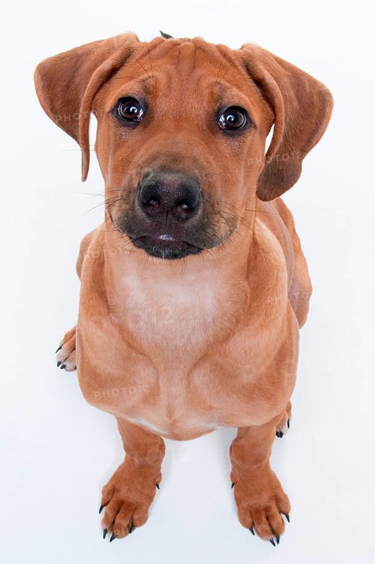 Rhodesian Ridgeback