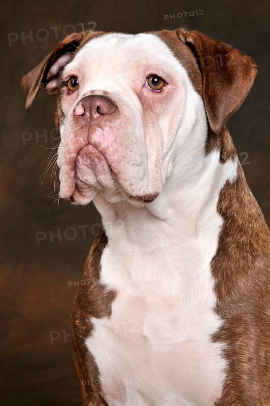 Olde English Bulldog