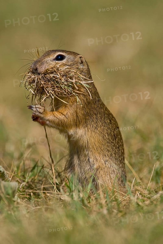 European ground squirrel