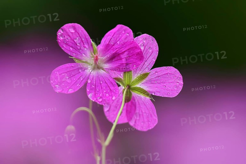 Marsh cranesbill
