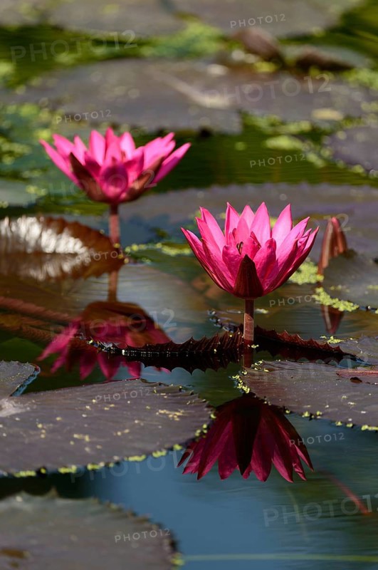 Water Lily