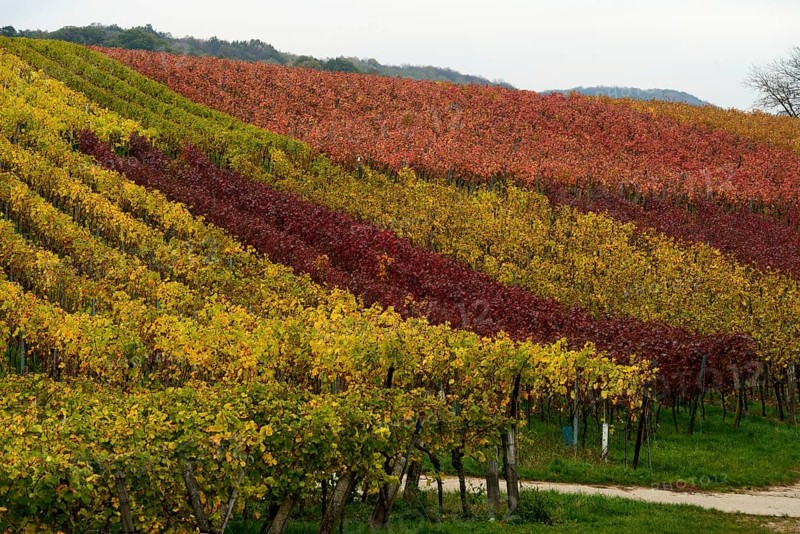 Vineyards