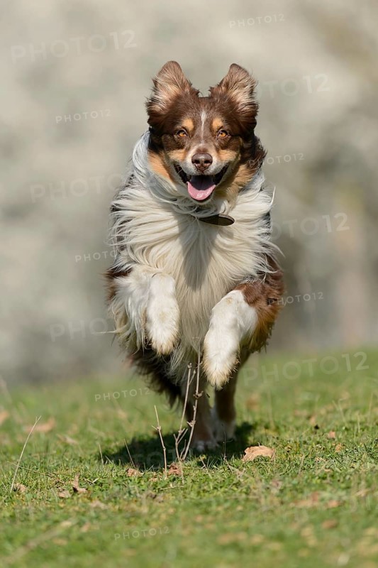 Australian Shepherd