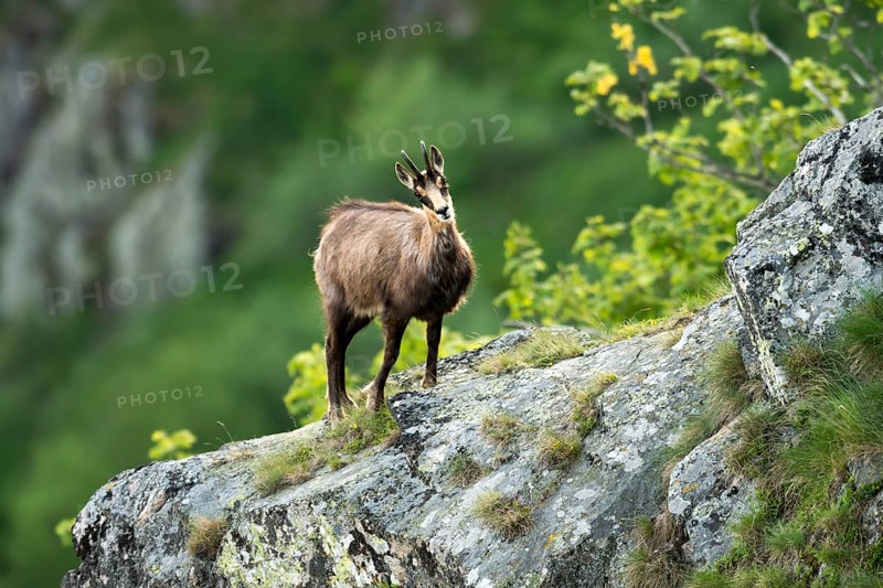 Chamois