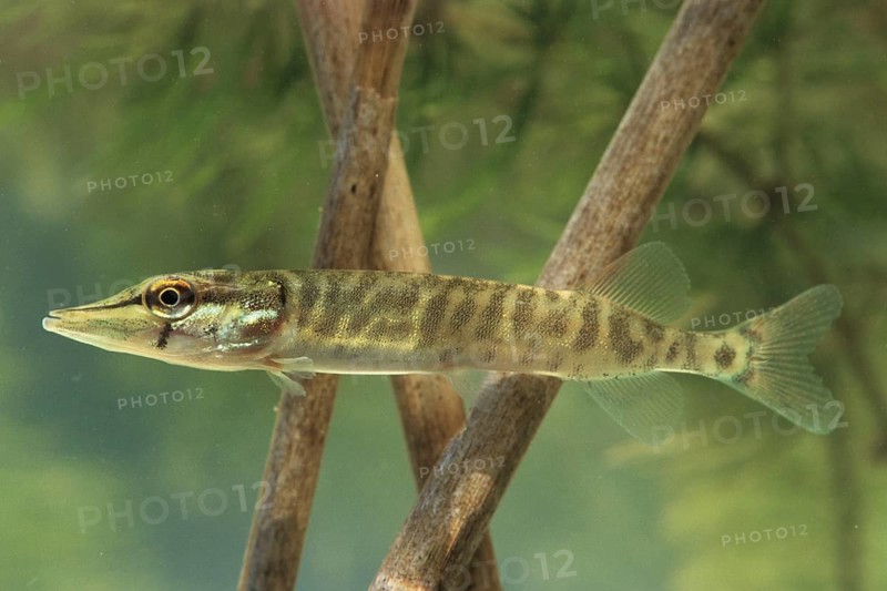 Pike