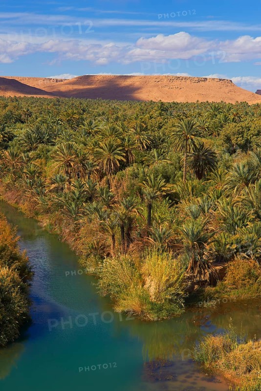 Tafilalet Oasis