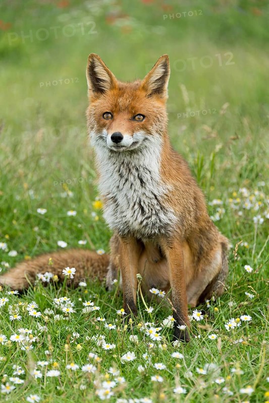 Red fox