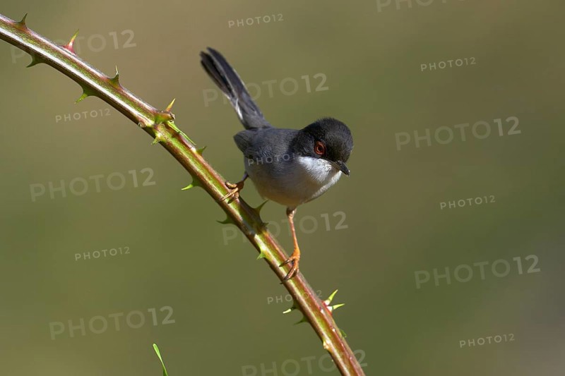 Sardinian Warbler