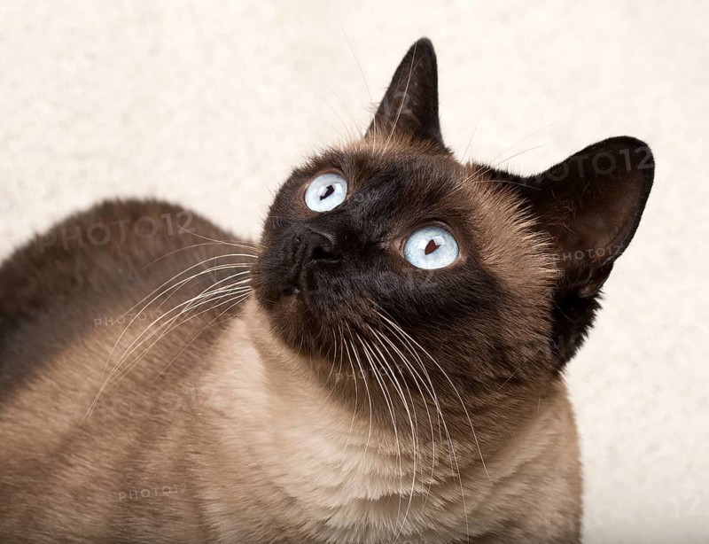 Siamese cat isolated on a blanket