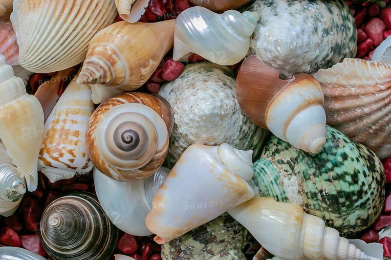Shell collection