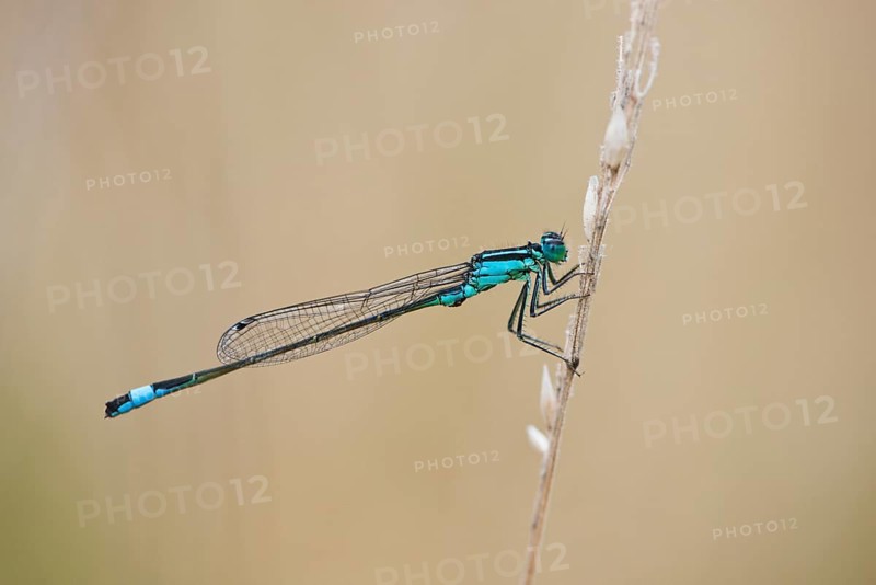Blue tailed damselfly