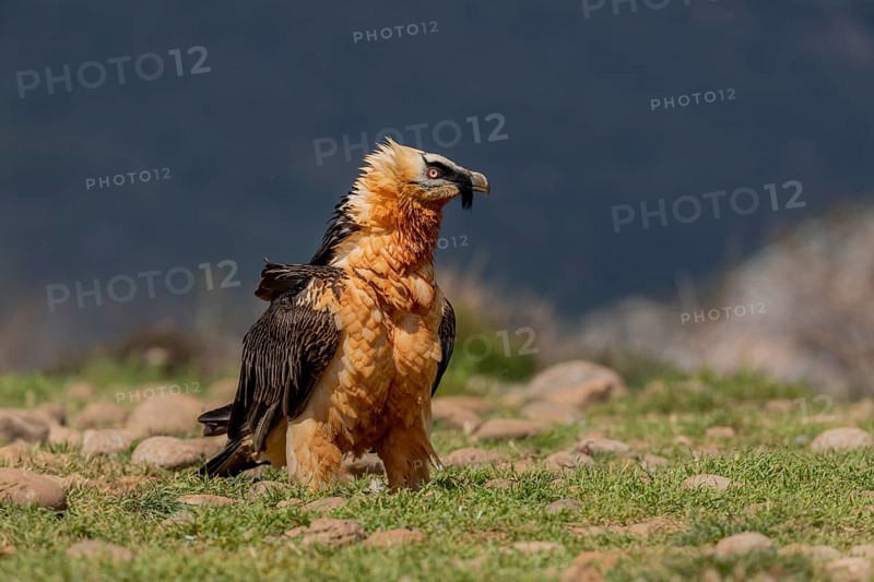 Bearded vulture