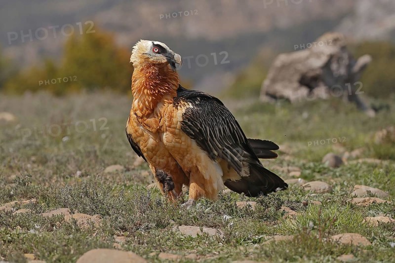 Bearded vulture
