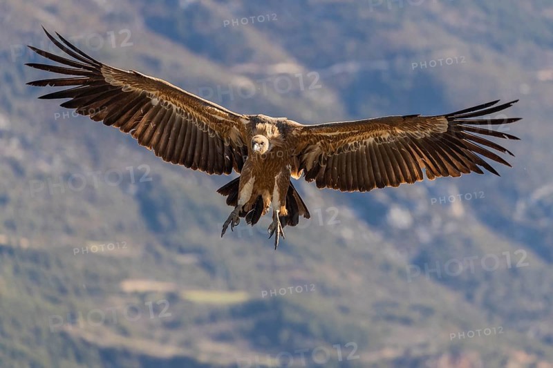 Griffon vulture