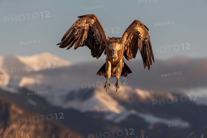 Griffon vulture