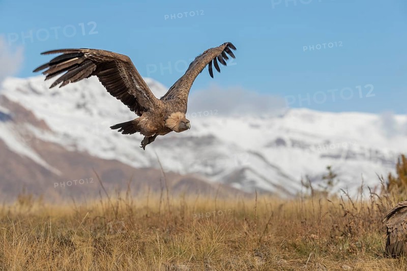 Griffon vulture