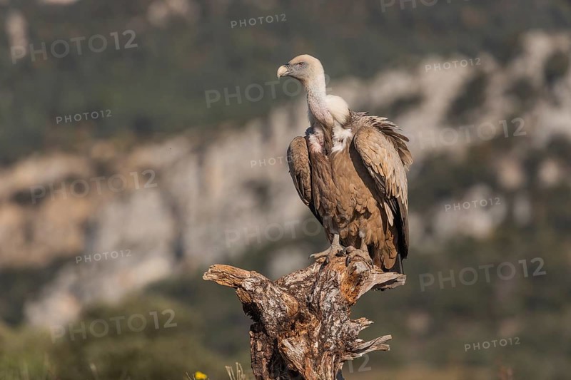 Griffon vulture