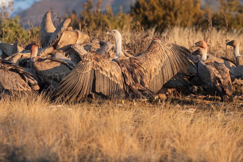 Densely packed griffon vultures