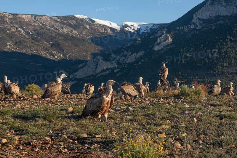 Gathering of griffon vultures