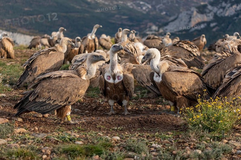 Gathering of griffon vultures