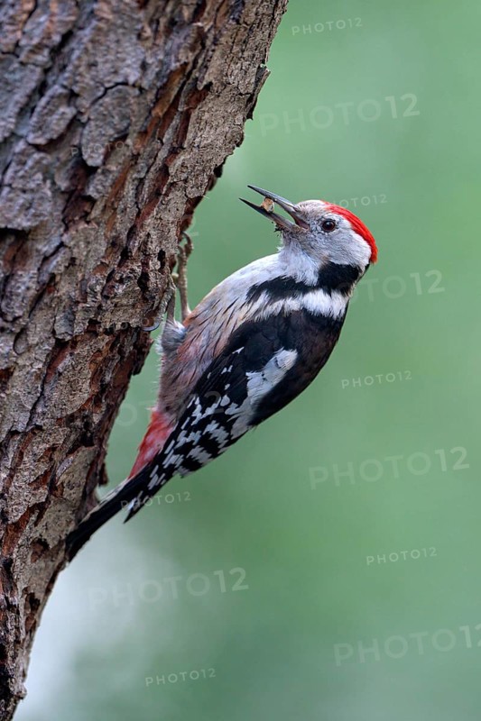 Middle spotted woodpecker