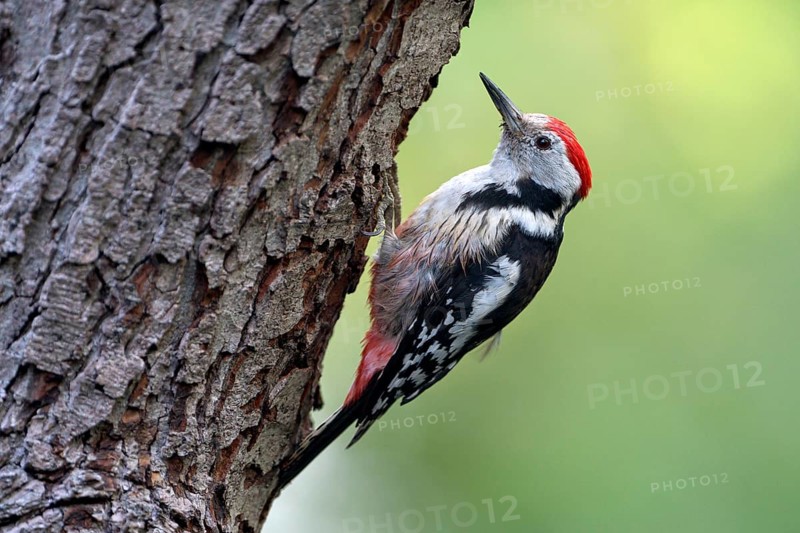 Middle spotted woodpecker