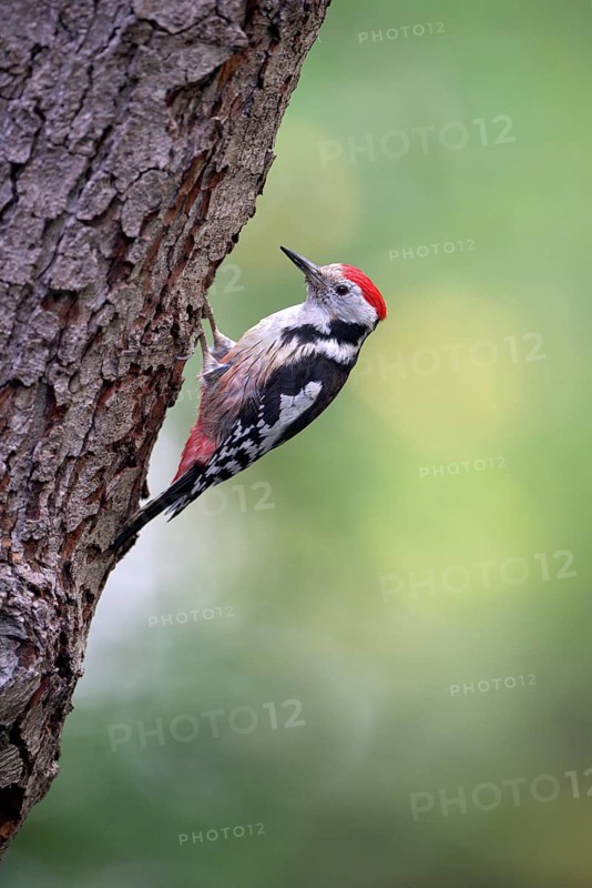 Middle spotted woodpecker
