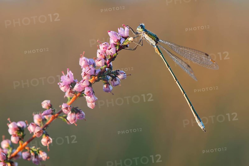 Willow Emerald Damselfly