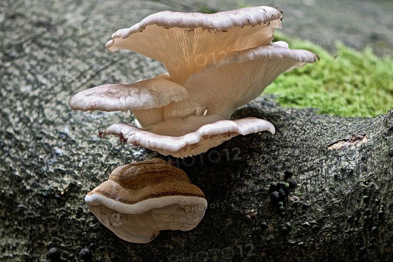 Branched oyster fungus