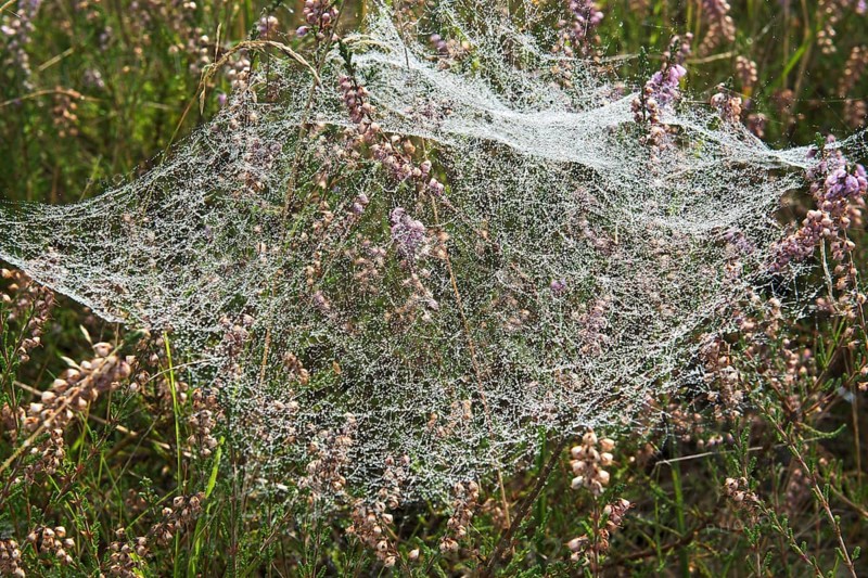 Spider webs with dew drops in Common Heather