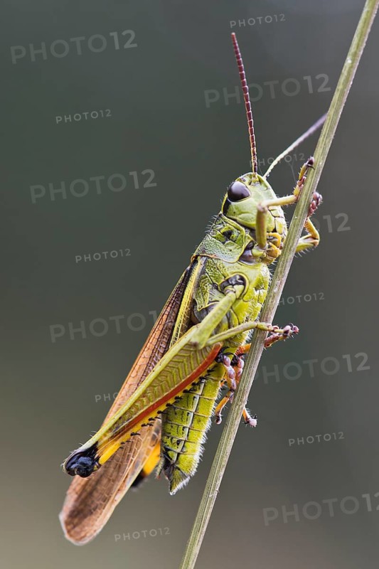 Large marsh grasshopper