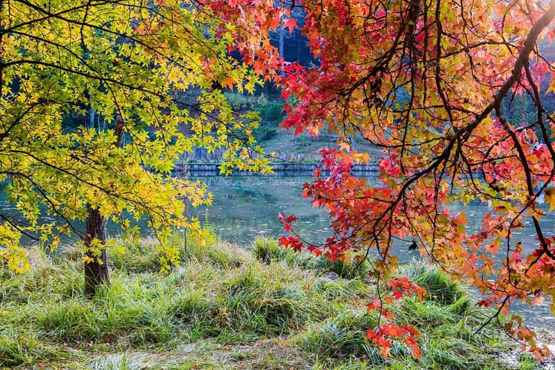 Atatuerk Arboretum