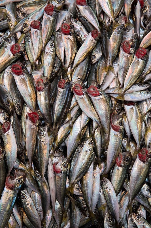 Horse mackerel at a stall at a street fish bazaar in Istanbul