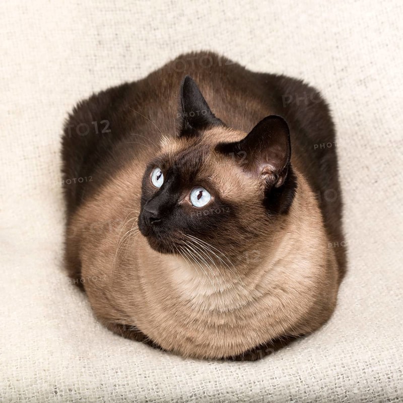 Siamese cat isolated on a blanket