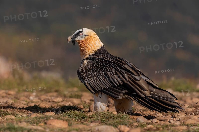 Bearded vulture