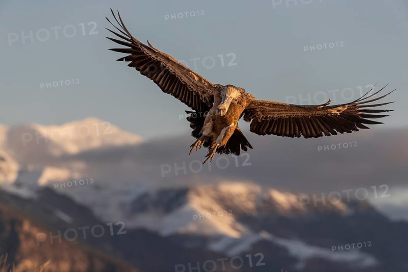 Griffon vulture