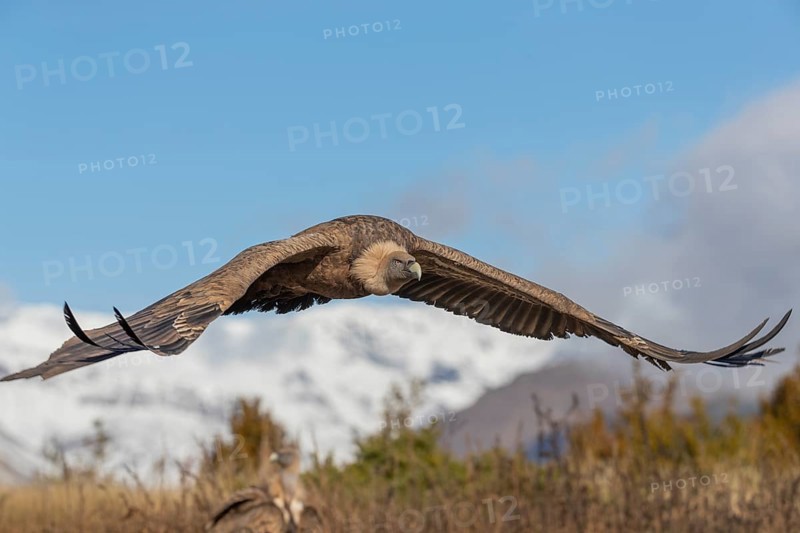 Griffon vulture