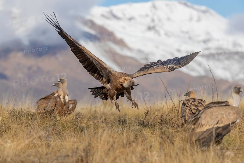 Griffon vulture