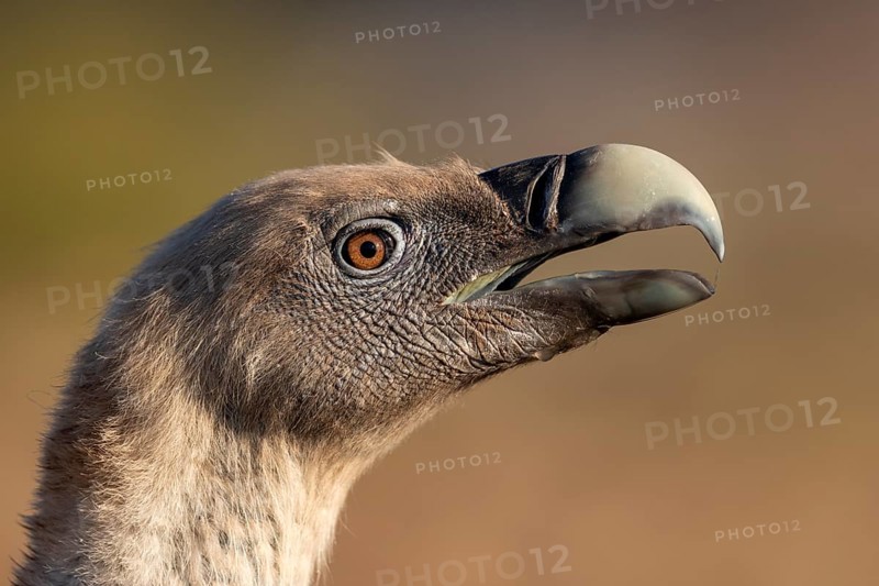 Griffon vulture